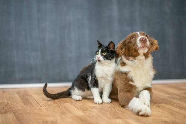 A super cute duo of a cat and a dog.